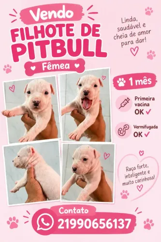 Pitbull fêmea linda