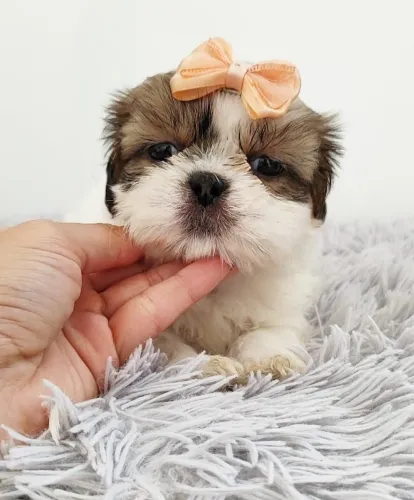 A alegria da sua casa começa aqui | Shih tzu