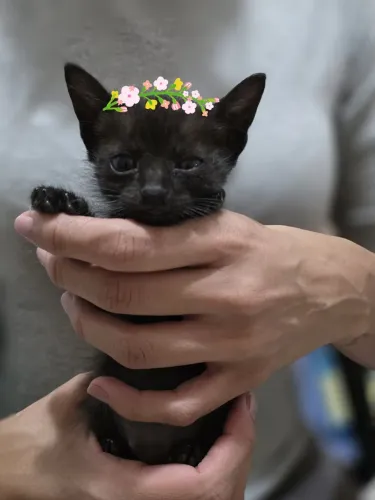 Gatinha para adoção