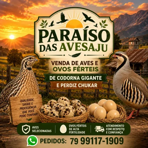 Venda de codornas e ovos 