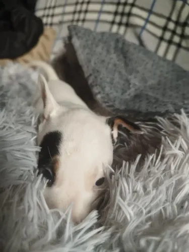 Bulterrier inglês