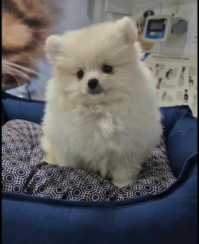 Lulu da pomerania macho