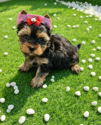 Yorkshire Terrier Fêmea Mini Princesa