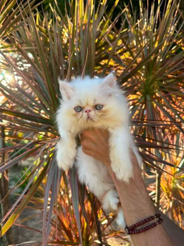 Gata femea branquinha