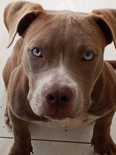 Vendo cadela American Bully pura, com 6 meses