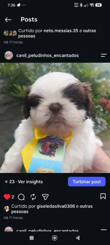 Shih tzu