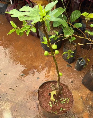 Muda de Figo Roxo Produzindo