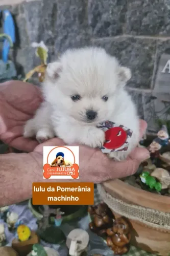 Lulu da pomerania Porte anãozinho. Fêmeas e machinhos