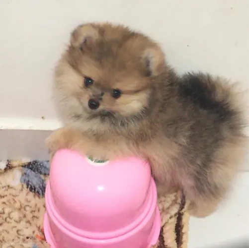 Spitz alemão