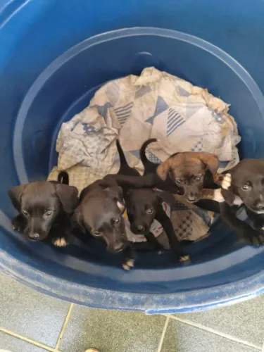 Filhotes de cão para doação 