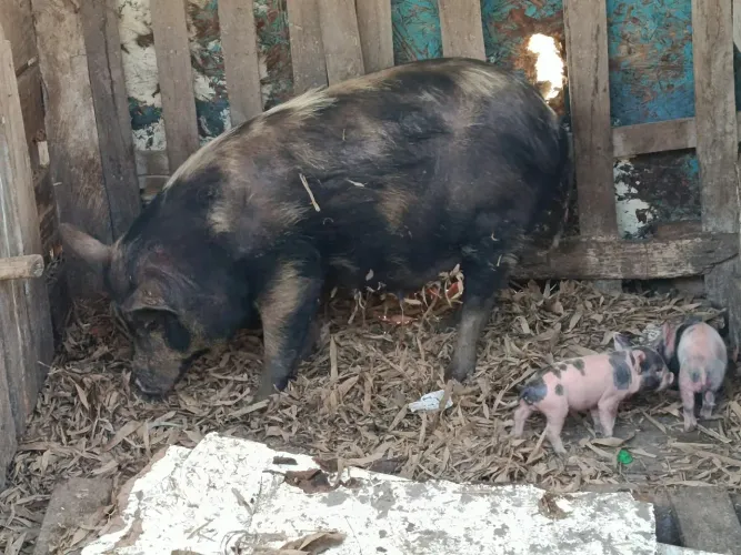 Porca caruncho parida 