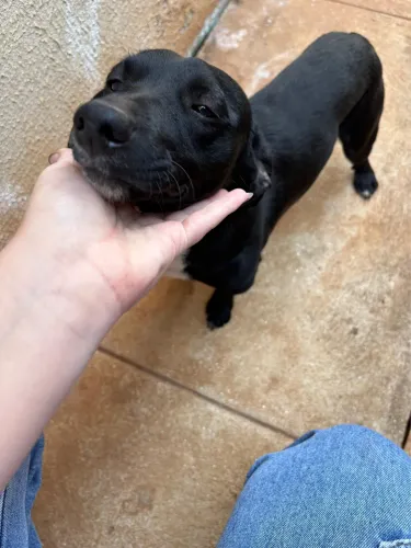 doa-se cachorro