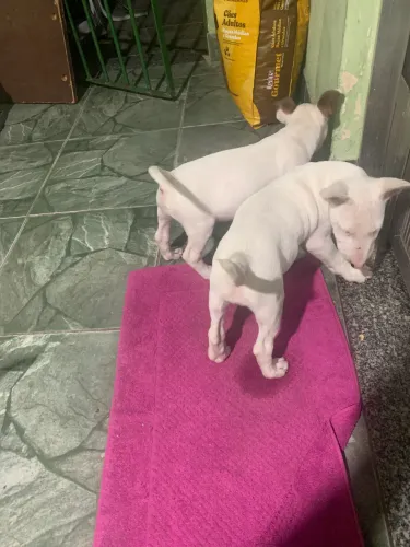 Bull Terrier