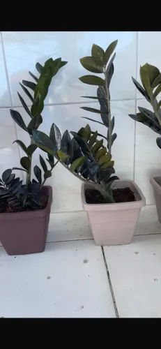 Planta Zamioculca black