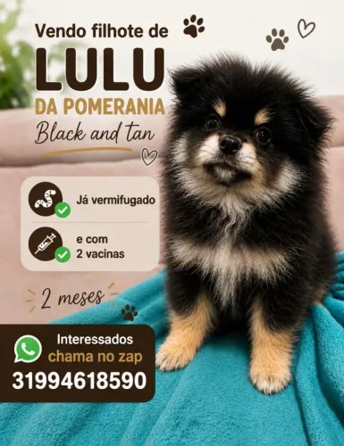 Filhote Lulu da Pomerânia 