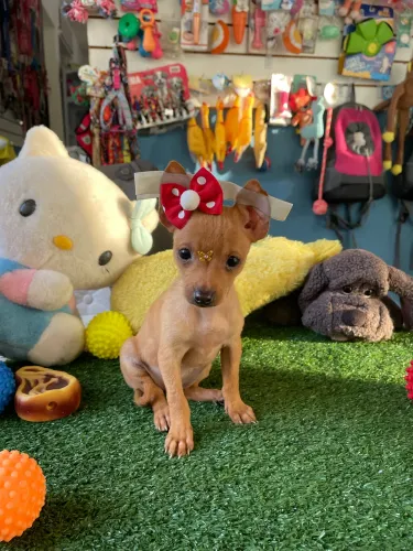Pinscher fêmea mini na cor caramelo $2.500,00
