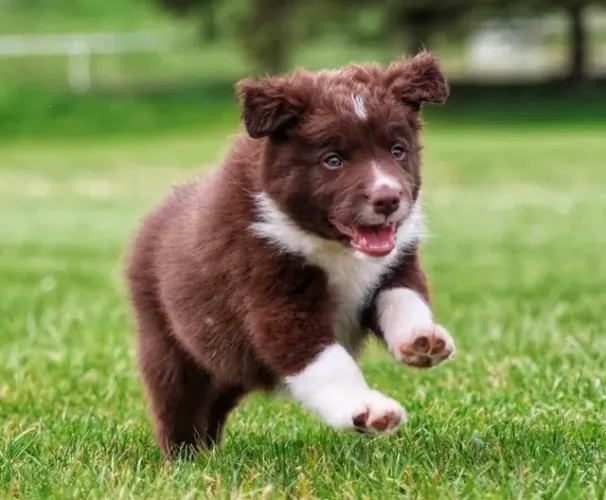 Filhotes de Border Collie Inteligentes | Compra Segura e Procedência Garantida