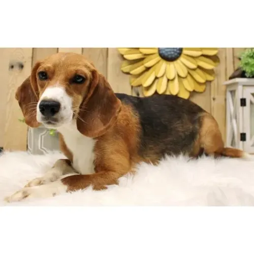 Beagle | Me chama no WhatsApp e receba vídeos exclusivos dessa fofura.