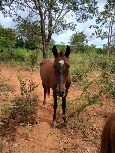 Mangalarga 