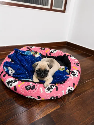 Pug fêmea a última