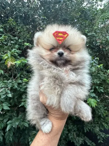 Lulu da Pomerânia