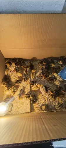 Pintinho de codornas gigantes com 5 dias