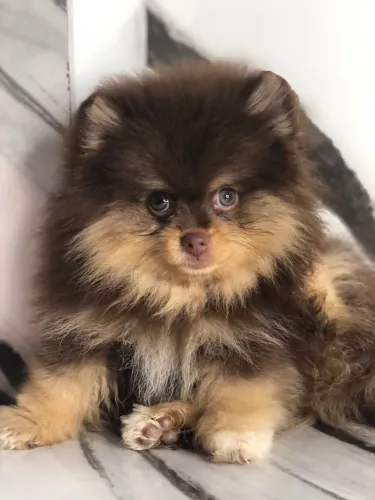 Lulu da pomerania 