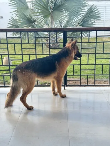 Cachorro pastor alemão disponível pra cruzar