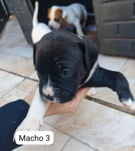 Cachorros raça Boxer
