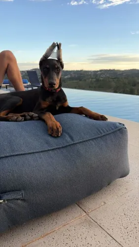 Filhote de doberman