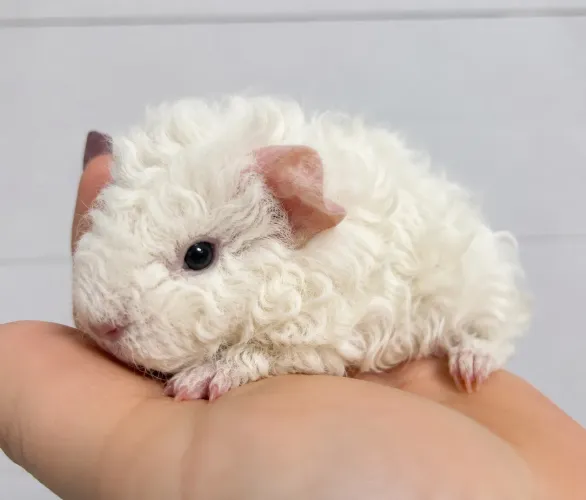Porquinho da índia alpaca 