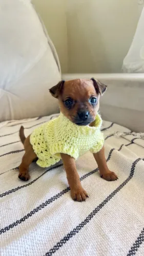 Filhote de pinscher com chihuahua fêmea