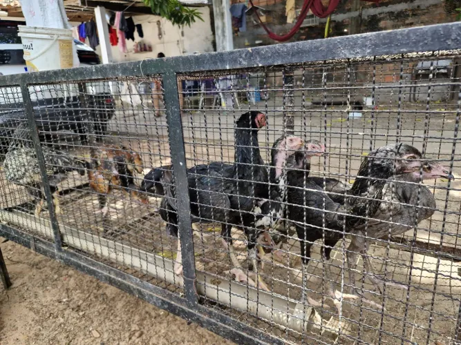 Vende se franguinhos mestiço índio gigante com carioca