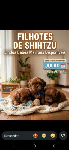 Shitzu