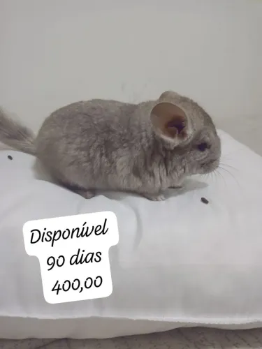 Chinchilas | - Curitiba