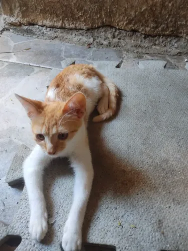 Doação filhote gato