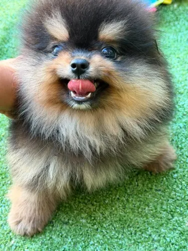 LULU DA POMERÂNIA ANÃO - BLACK & TAN | PEDIGREE