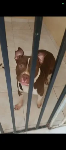 Cachorro 