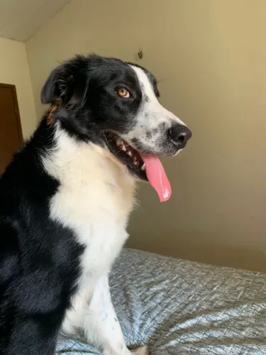 Border Collie quer namorar. Ele é jovem e lindo, de uma ótima linhagem 