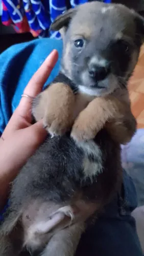 Cãozinho 
