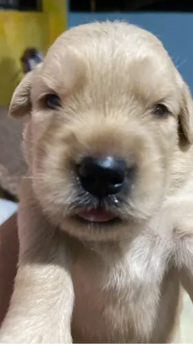 Golden retriever 