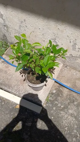 Mudas de frutíferas
