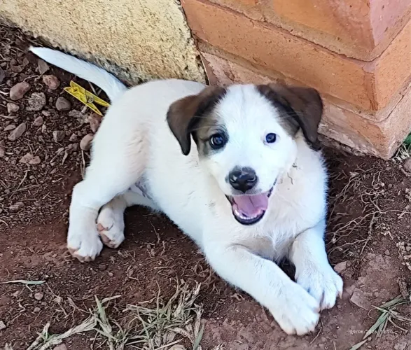 Cachorro