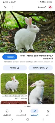 Vendo 2 coelhos branquinhos