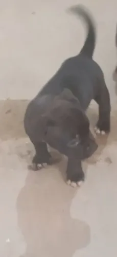 American Bully 