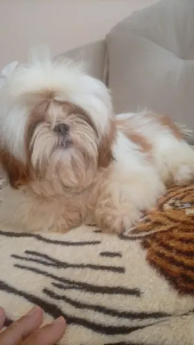 Shih Tzu macho 4 meses