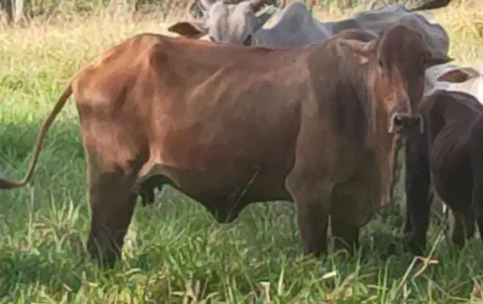 Vacas e novilhas - ótimos animais