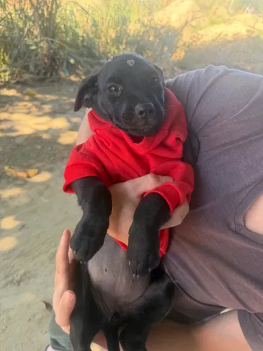 Doa-se cachorrinha fêmea 