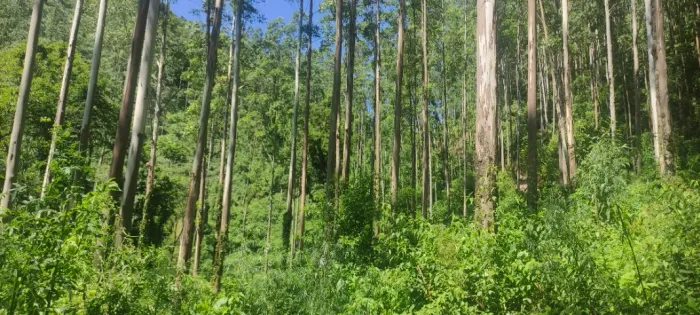 Terreno, sitio, fazenda, com 375.000,00 m²./ Grão-Pará