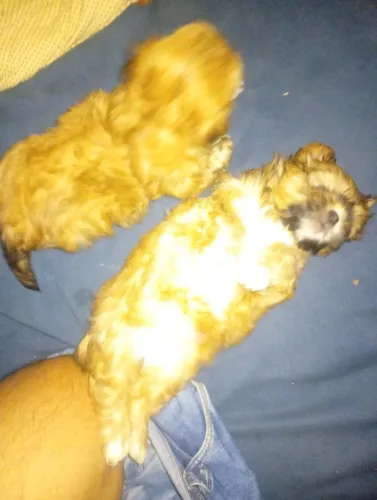 Cachorro shih Tzu